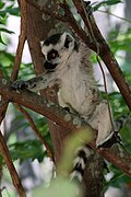 Ringstaartmaki (Lemur catta)