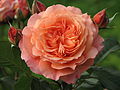 Rose 'Belvedere' (1996, Tantau)