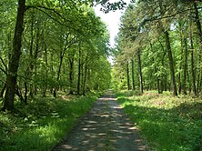 La Forêt de Cerisy