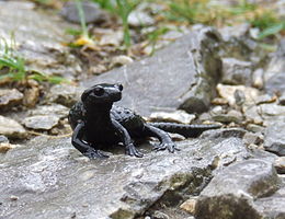 Alpesi szalamandra (Salamandra atra)