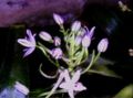 Scilla cupanii