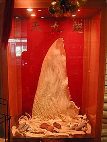 Photo of dried, off-white, triangular shark fin in display case