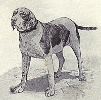 Spanish Pointer from 1915.JPG