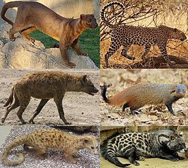 Слева направо: верхний ряд: фосса, леопард второй ряд: пятнистая гиена, полосатошейный мангуст третий ряд: пальмовая циветта, африканская циветта