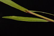 Leaves and stem