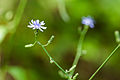 Lactuca biennis