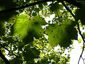 Manchas em A. pseudoplatanus