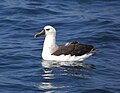 Albatrosi domo-njano wa Bahari ya Atlantiki
