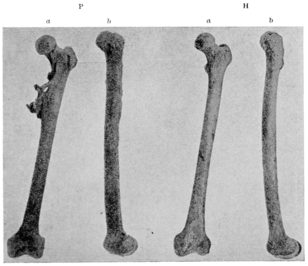 The American journal of science, series 4, volume 1, 0563b.png