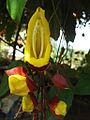 Květenství thunbergie Thunbergia mysorensis