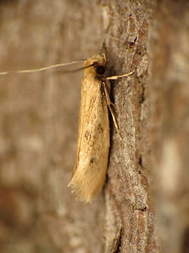 Tinea murariella