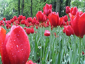 Tulips in Keukenhof,