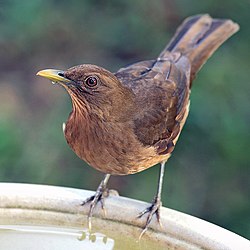 Turdus-grayi- 001. jpg