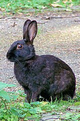 Melanistic rabbits are more common where ground predators are lacking, such as on islands or in large enclosures. Wild black Oryctologus cuniculus.jpg