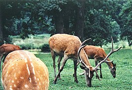 Natuurpark Vânători-Neamţ