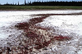 Salt Plains („Salzebene“) mit Queller-Bewuchs (Salicornia rubra)
