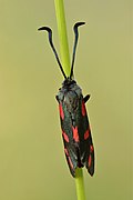 Zygaena filipendulae (top view) - Kulna