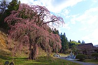 福田寺の糸桜