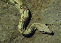 Boa constrictor