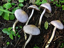 Inocybe geophylla var. сирень