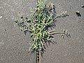 Miniatura per Eragrostis minor