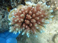 Colonia joven de A. hyacinthus en isla Lizard, Australia.