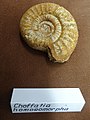 Ammonit Choffatia homoeomorpha