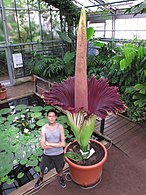 Flor com 320 cm de altura (Botanical Gardens University of Bonn, 21 de junho de 2013)