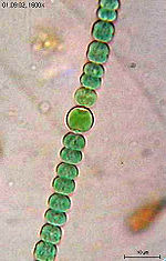 Miniatura para Anabaena