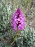 Vignette pour Anacamptis