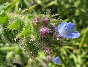 Bläkrook (Anchusa arvensis)