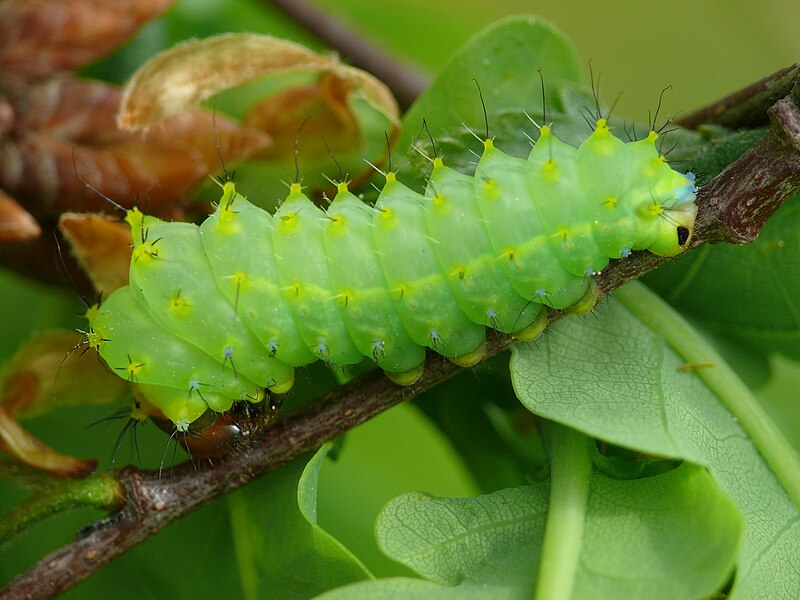 File:Antheraea yamamai - caterpillar 03 (HS).jpg