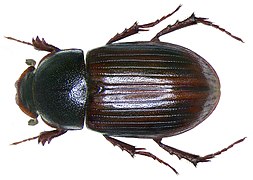 Aphodius abdominalis.