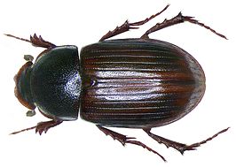 Aphodius abdominalis