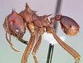 Profile view of ant Atta mexicana