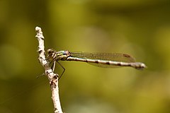 ♀ Austrolestes colensonis