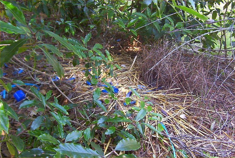 Bower Bird Nest