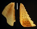 Balanus trigonus 4045. 
 JPG