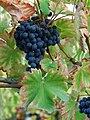 Mourvèdre N.