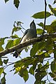 Black-bibbed cuckoo-shrike