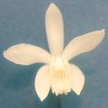 Bletilla striata var. alba.