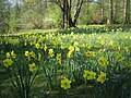 Bln Tiergarten Osterwiese.jpg