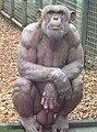 Male chimpanzees have the largest testicles of any of the great apes.