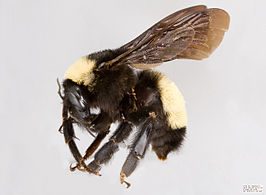 Bombus pensylvanicus