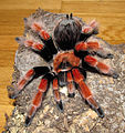 Brachypelma boehmei, frisch gehäutet (2012, Canon PowerShot SX130 IS)