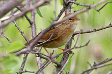 Brown Bush-Warbler (Locustella luteoventris) (8077170366).jpg