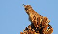 Cactus Wren - Cochise County, Arizona