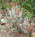 Castilleja lanata