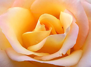 Close up yellow rose edit2