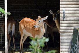 Cobe de Lechwe.